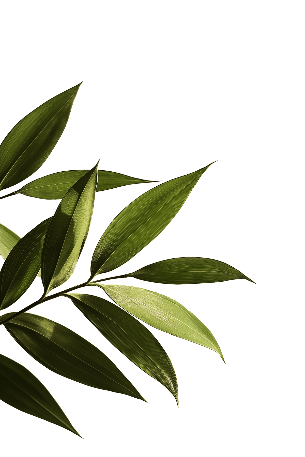 leaves