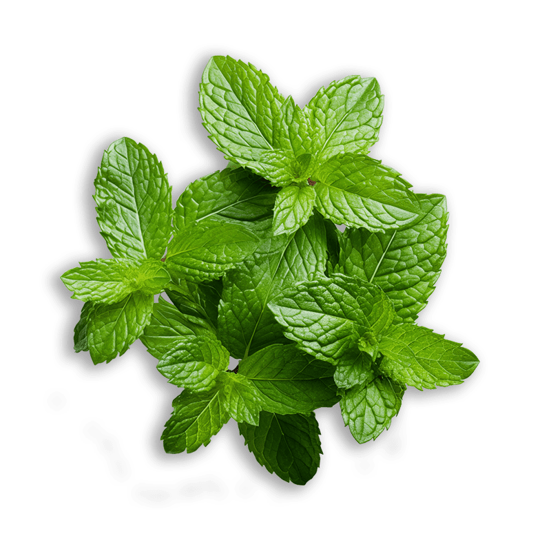 stevia2