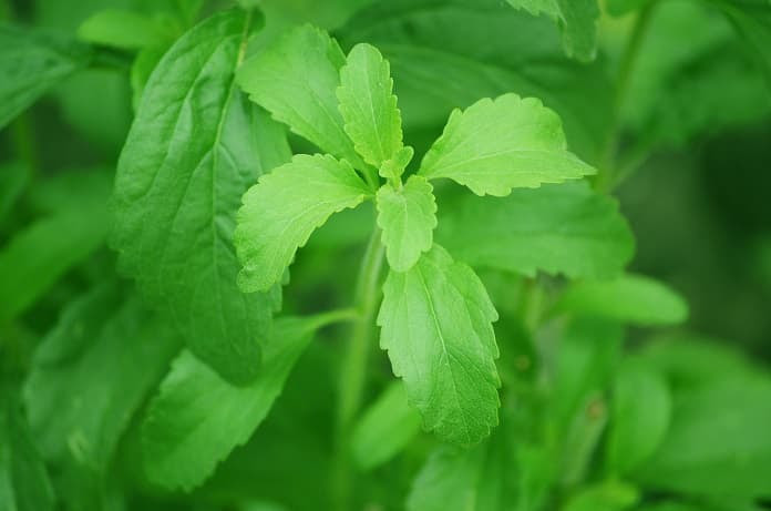Addressing the Industry’s Stevia Supply Challenges