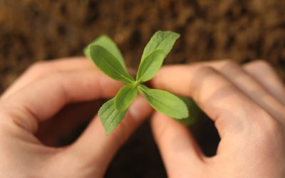 HOWTIAN Achieves Breakthrough in Environmental Sustainability with Stevia Life Cycle Assessment