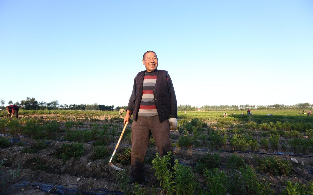 HOWTIAN’s Fair Trade Impact: Supporting Stevia Farmers, Strengthening Supply Chains