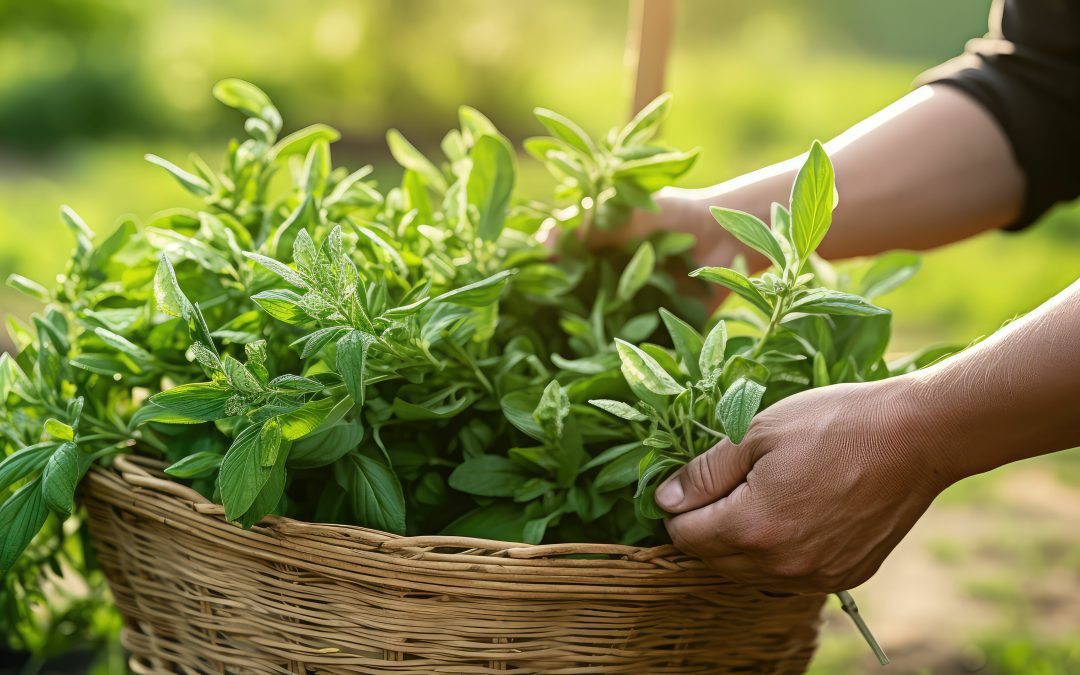 HOWTIAN® Receives 2nd FDA “No Questions” Letter for GRAS Notice of New Stevia Sweetener