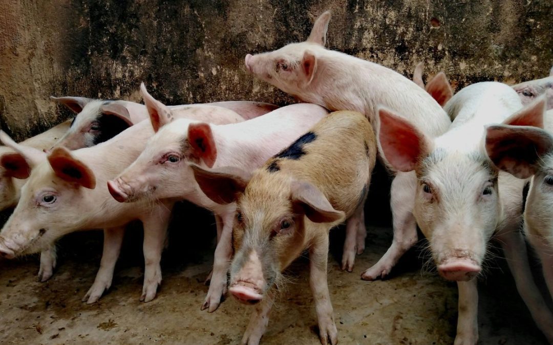 A Smarter Sweetener for Animal Feed: HOWTIAN’s Stevia Extract Delivers Palatability Without Pollution Amidst EU Crack Down